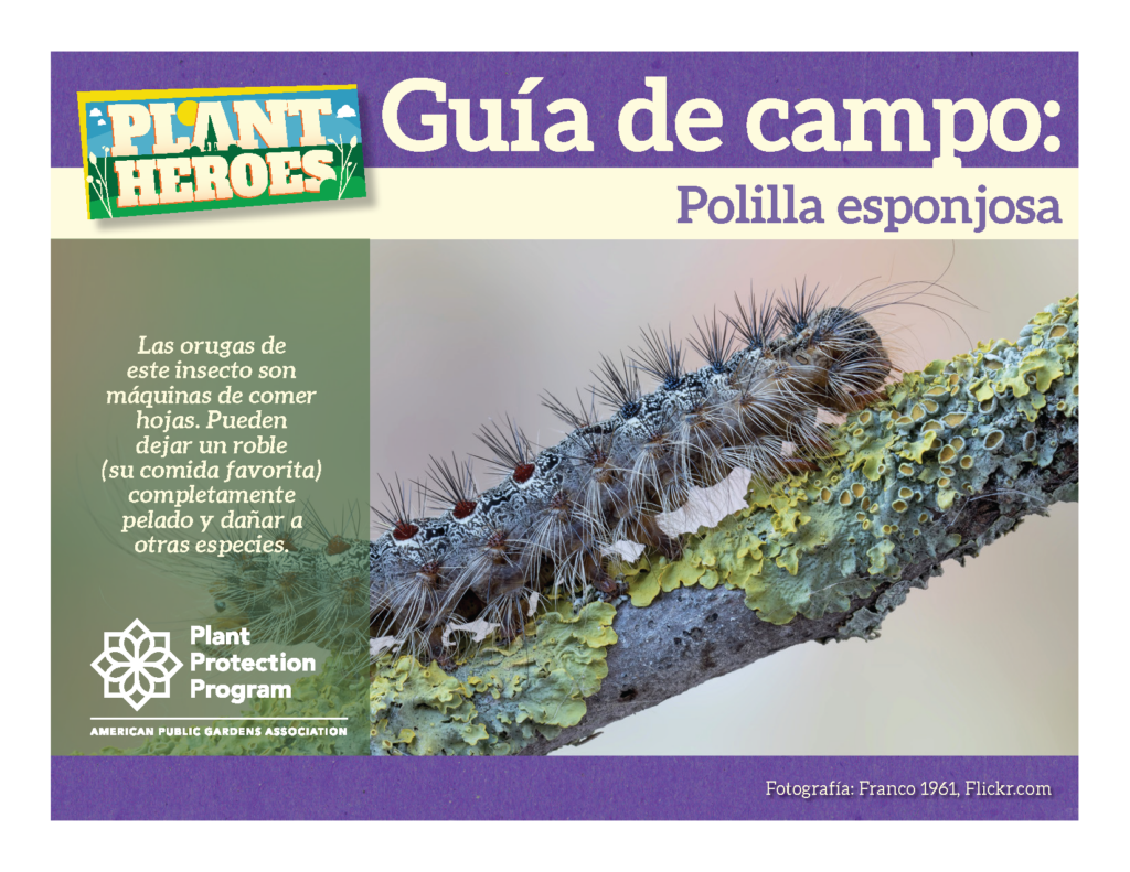 picture of a spongy moth caterpillar on the cover of the spongy moth field in Spanish