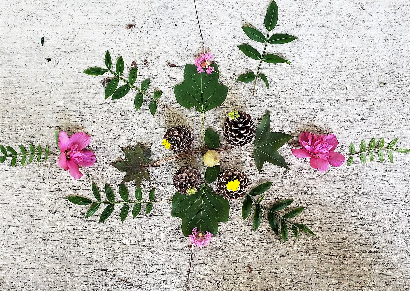 plant mandala with green leaves, pink flowers and seeds