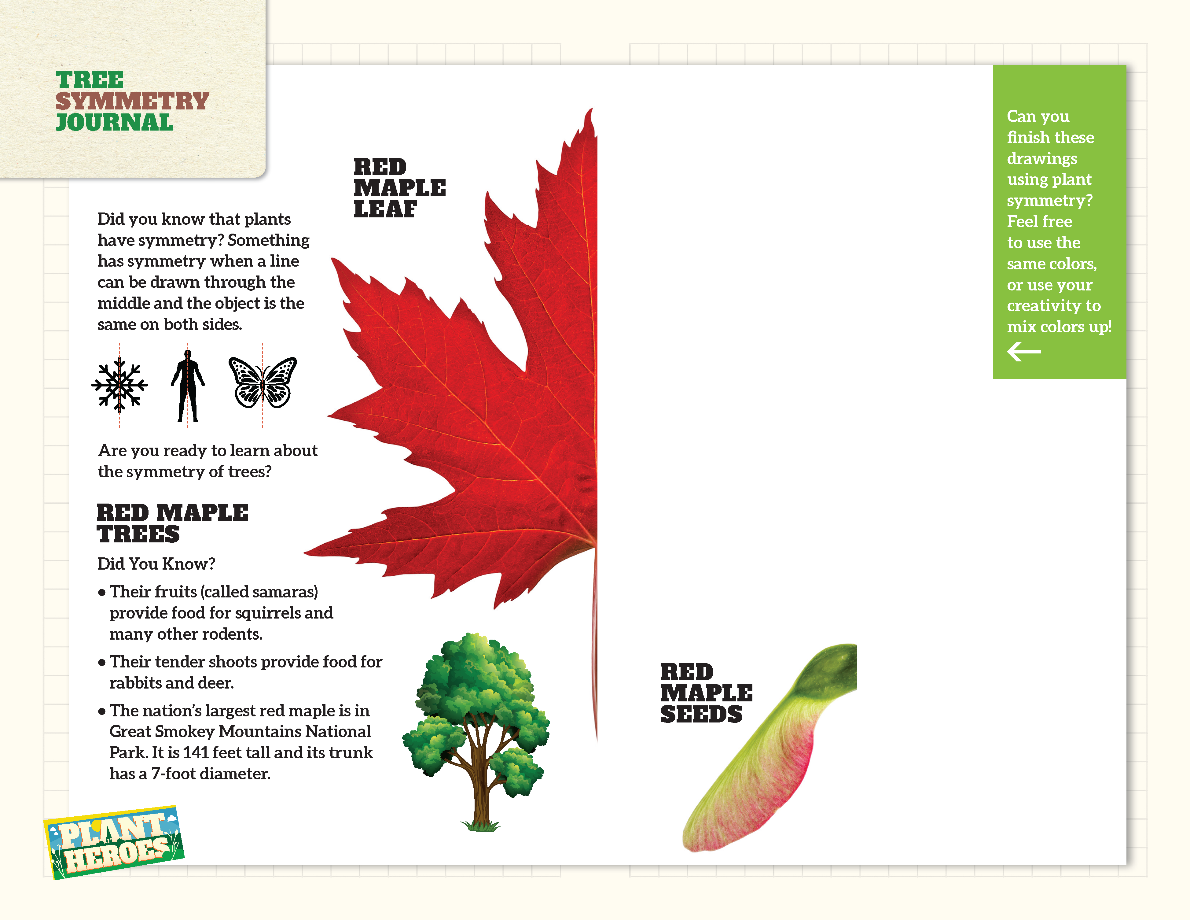 half of a image of a red maple leaf to draw in the leaf symmetry journal.