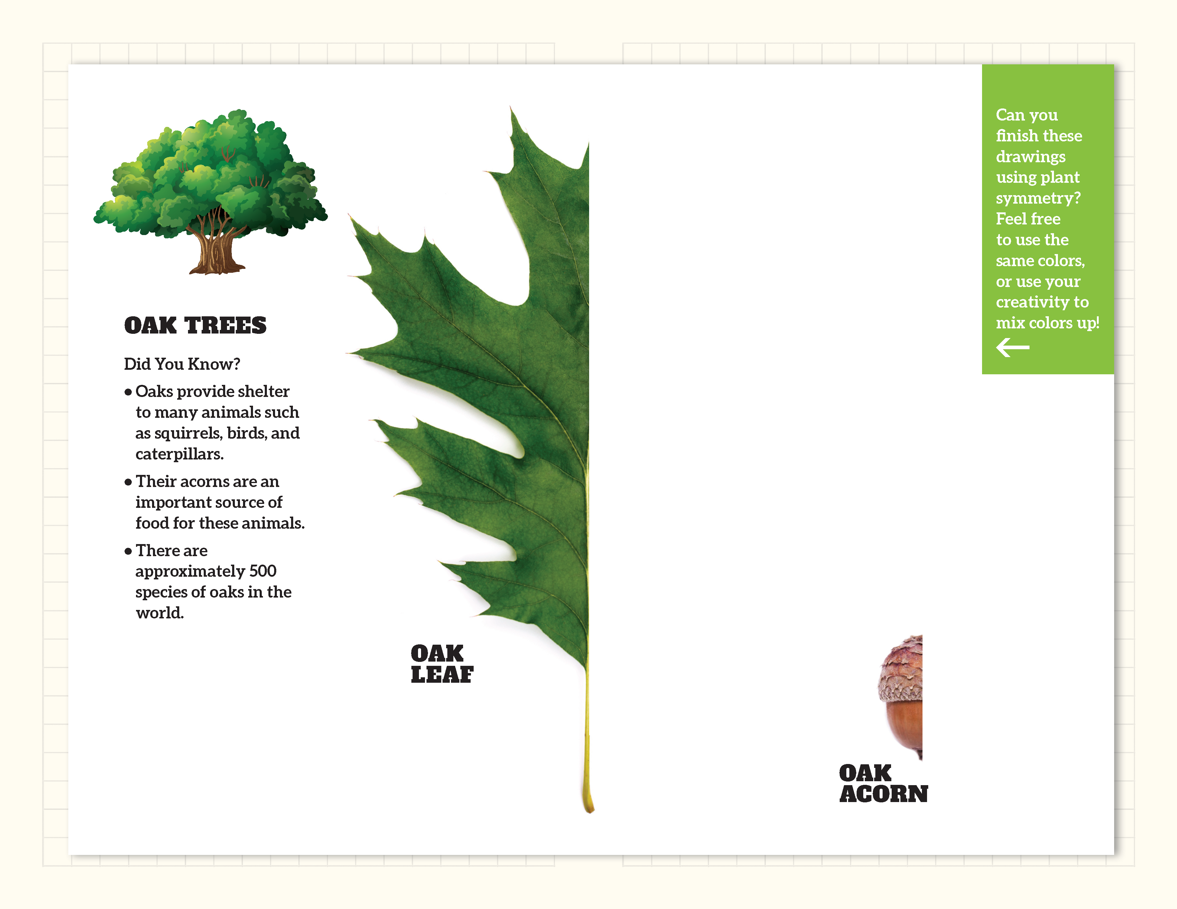 image of half of an oak leaf to fill in the tree symmetry journal