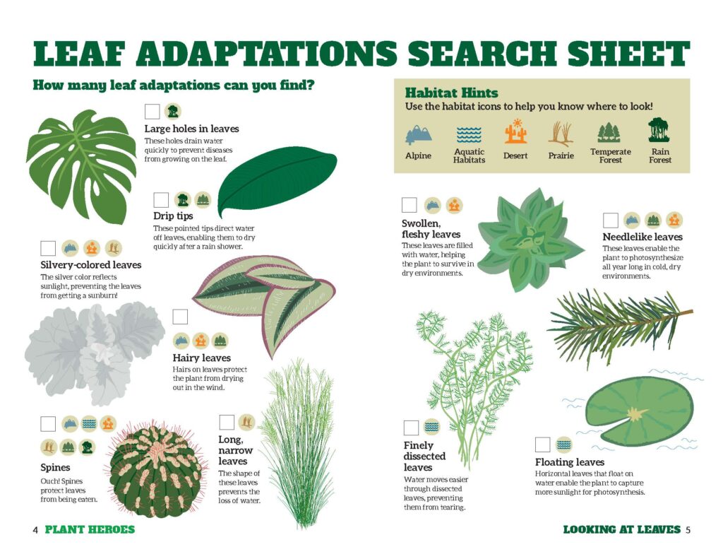 leaf search sheet with images of nine leaves to find