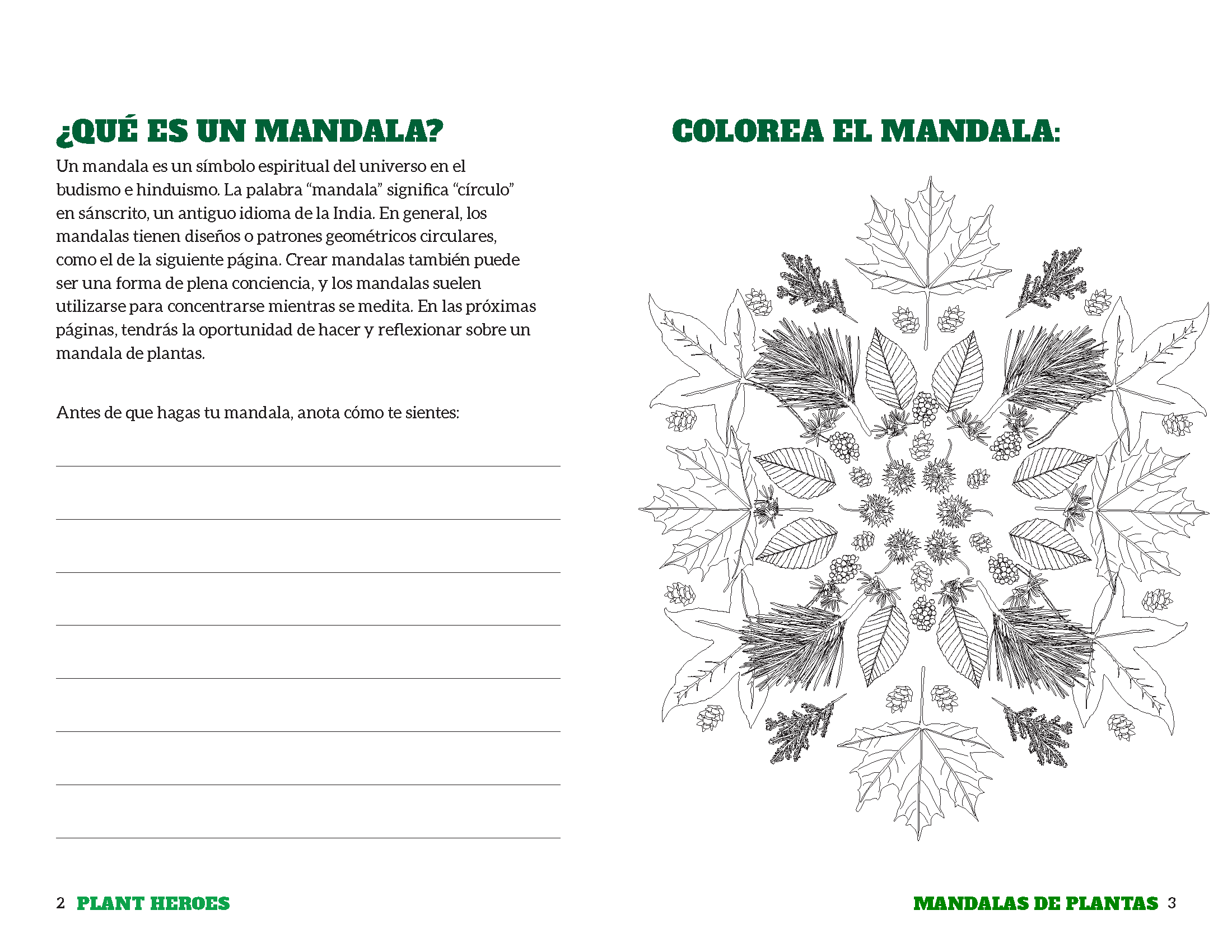 coloring sheet with a plant mandala featuring leaves and seeds.