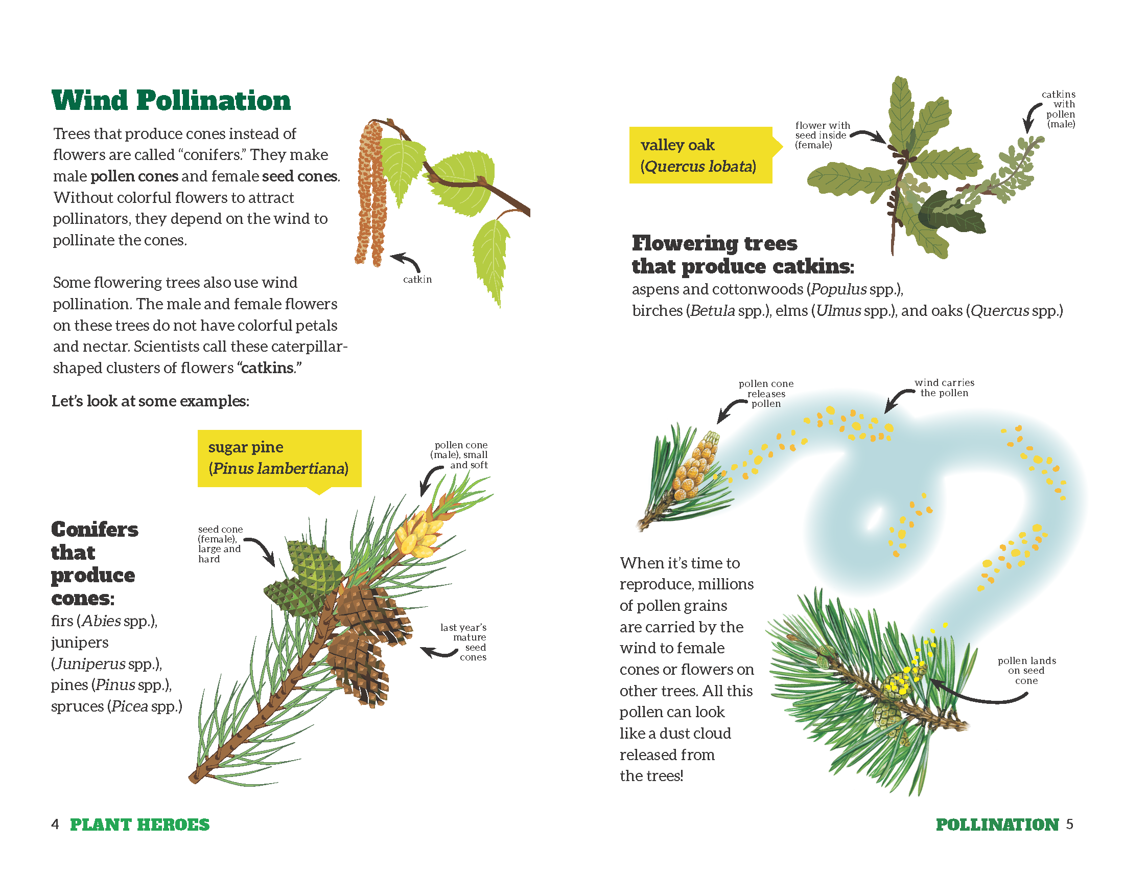 multiple images of catkins, pine cones, pollen etc
