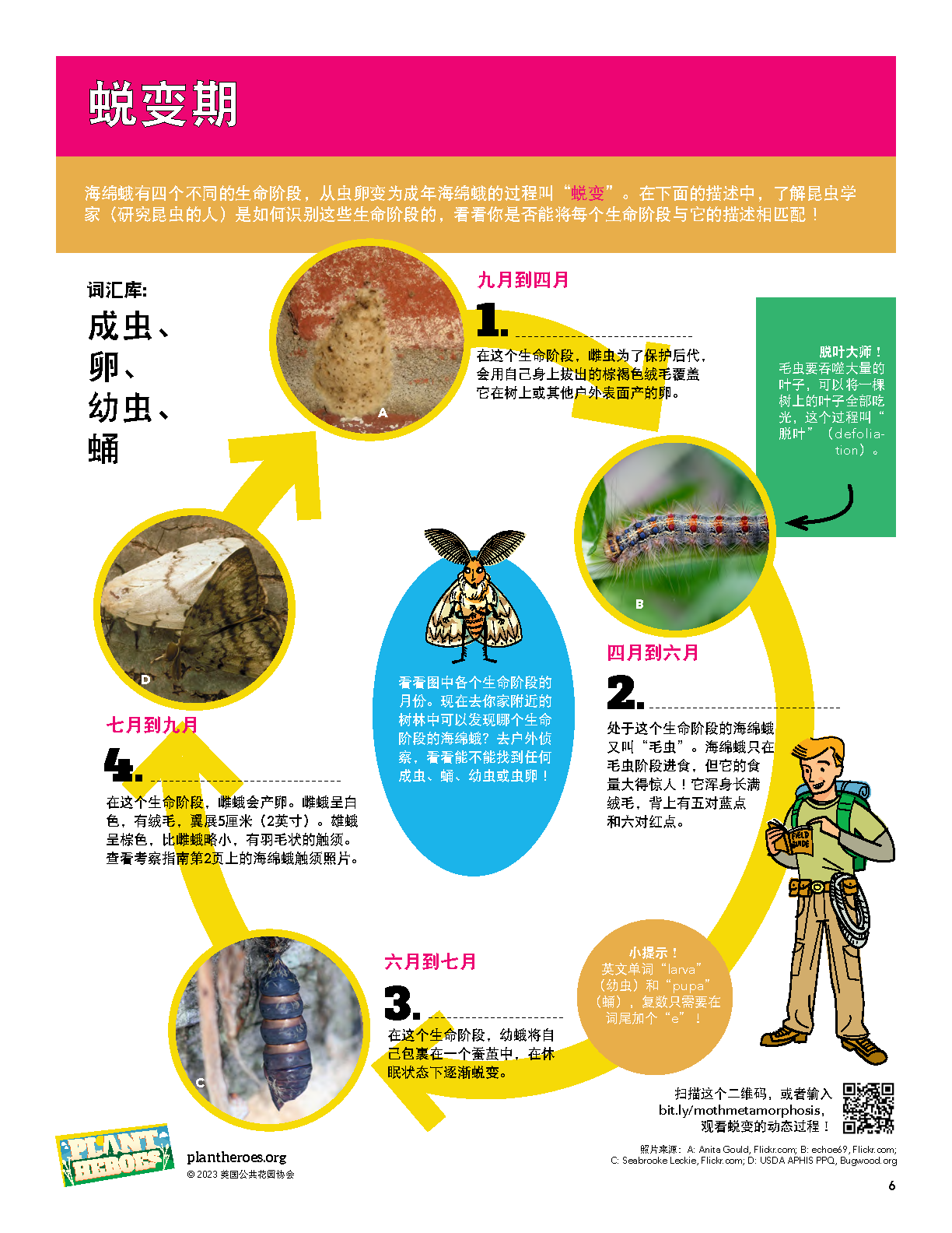 pictures of the life cycle of the spongy moth with egg, caterpillars, pupa and adult