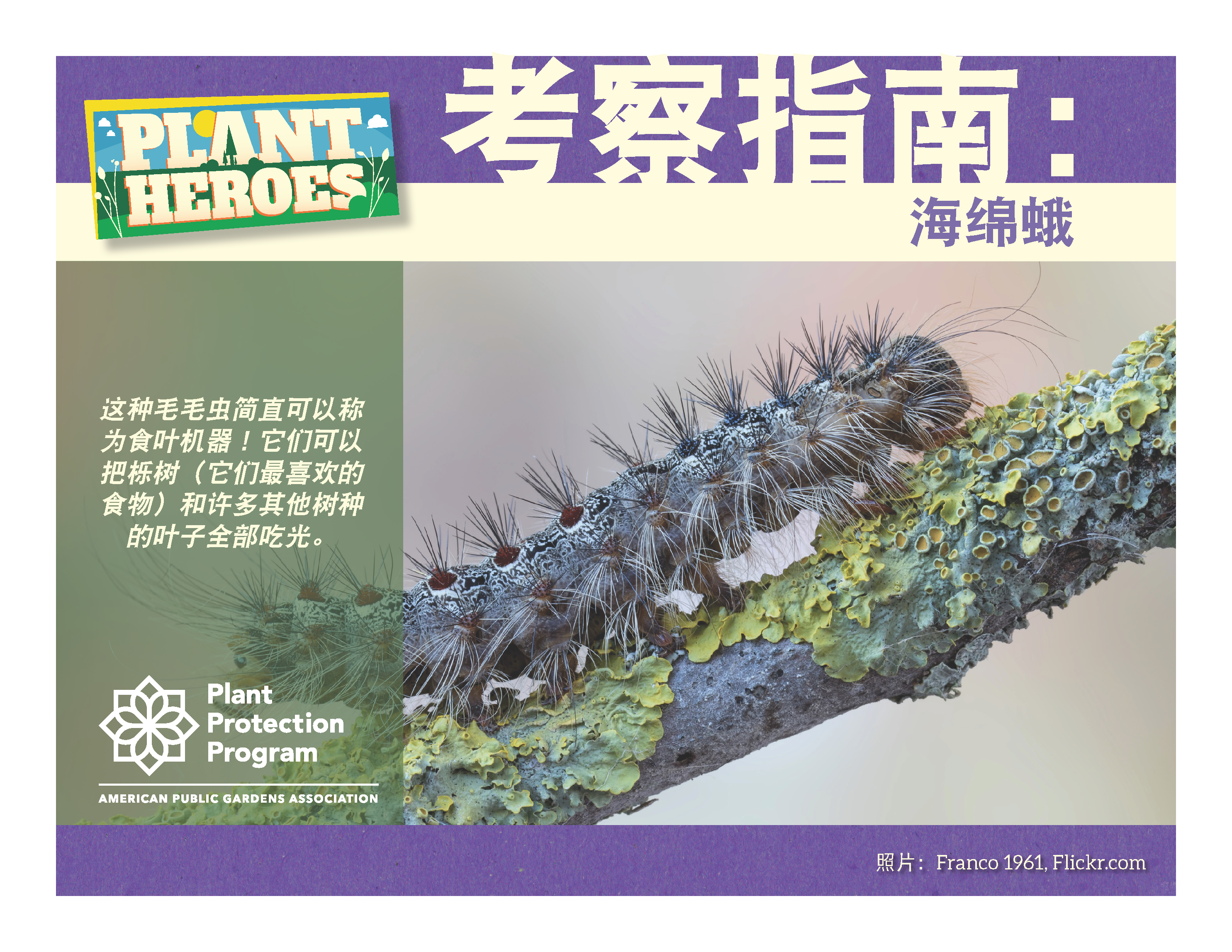 front page of the spongy moth field guide with a spongy moth caterpillar sitting on a branch. The caterpillar is covered in black hairs with blue and red spots