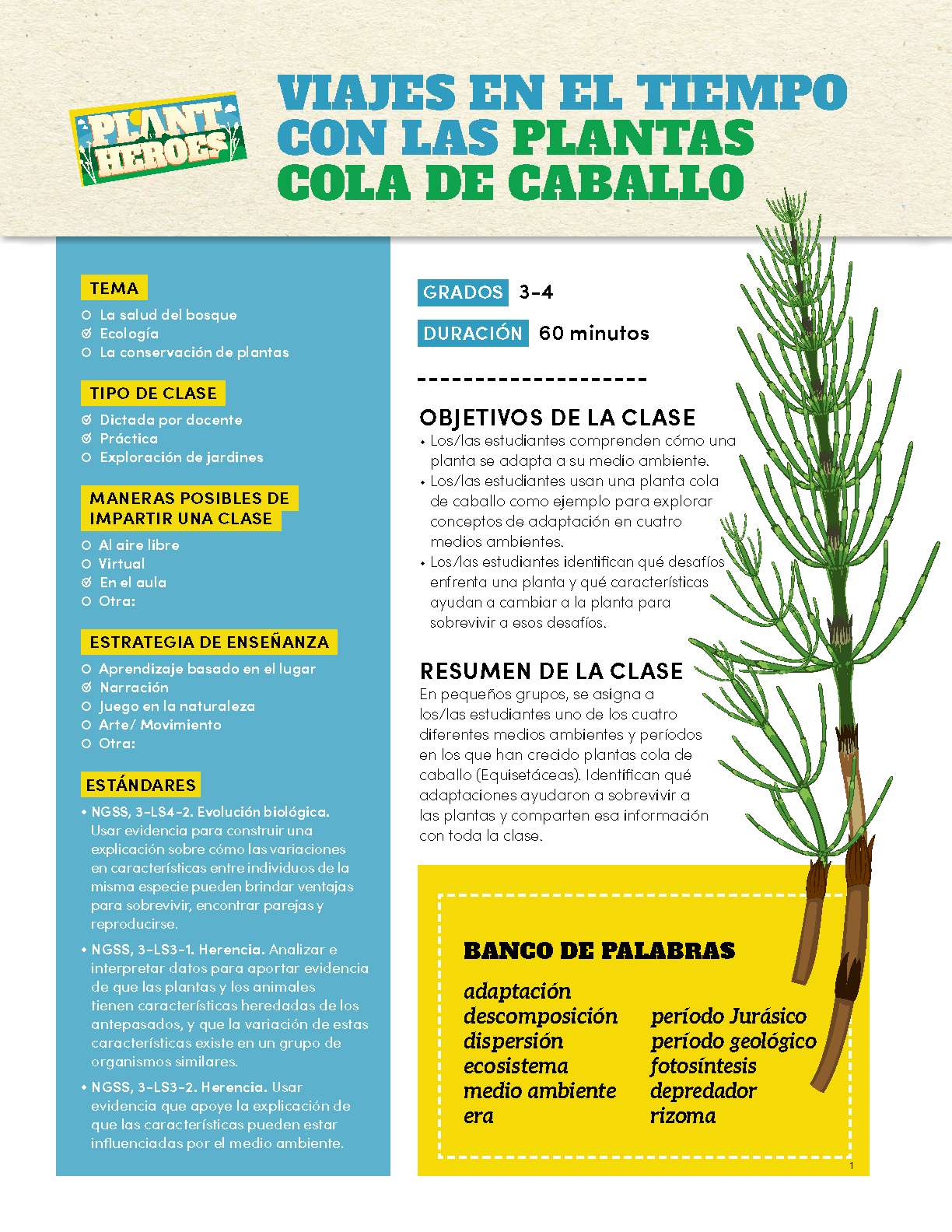 front cover image of the horsetail lesson plan with a picture of a horsetail plant