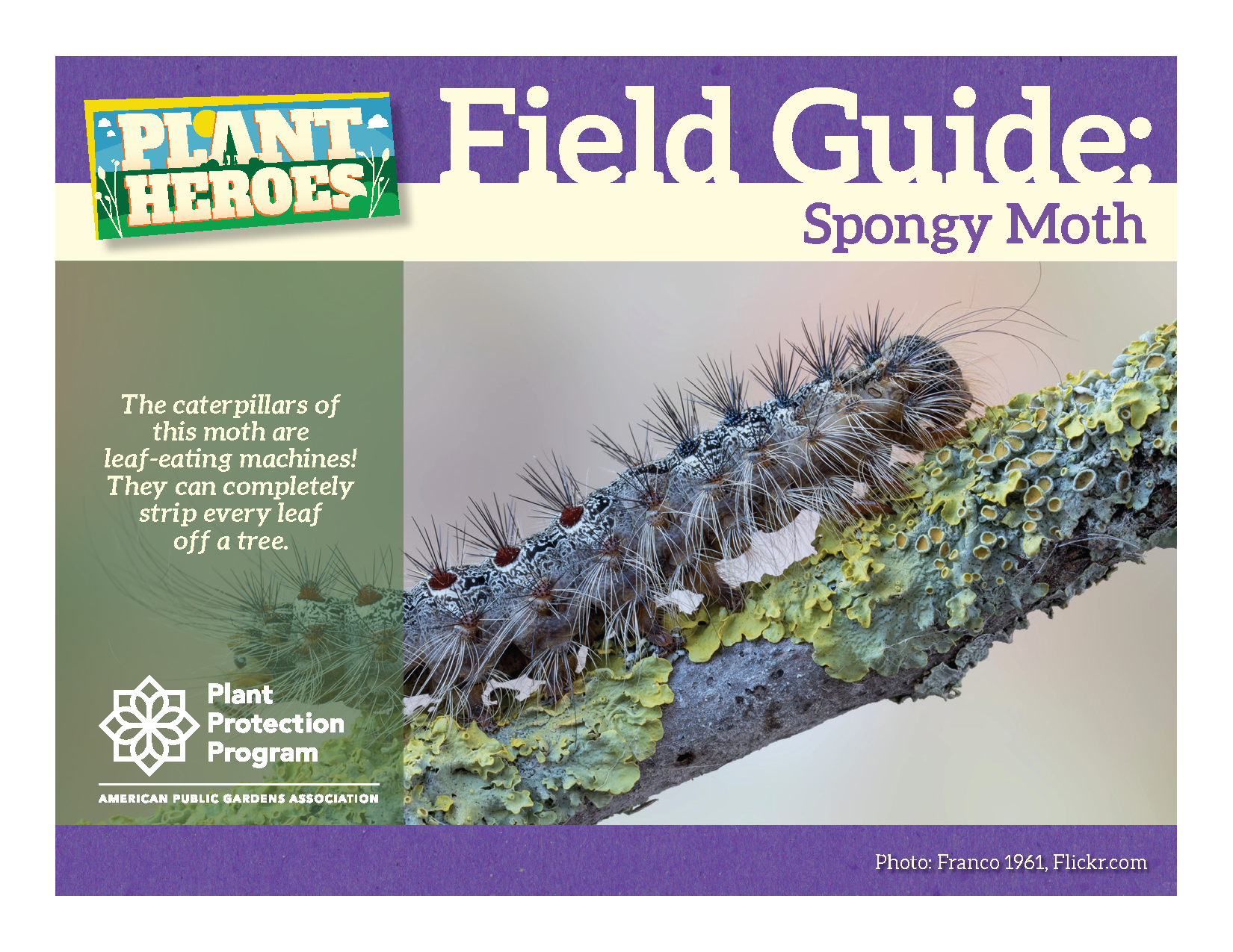 cover image of the spongy moth field guide with a photo of a spongy moth caterpillar on a branch