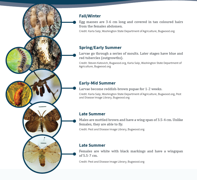 Spongy moth life cycle infographic with photos of eggs, caterpillars and moths