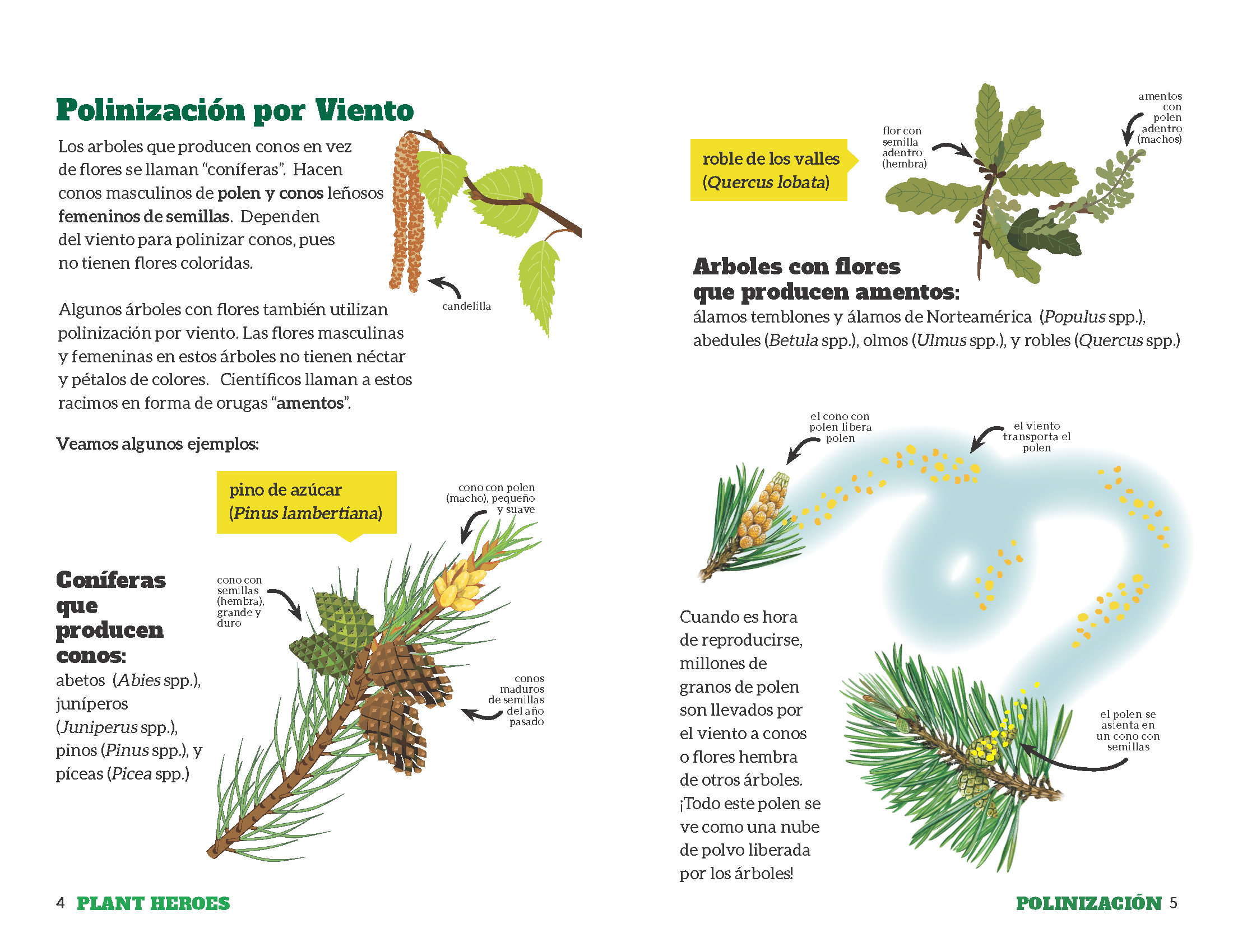 Inside of the Spanish edition of the pollination journal with images of wind pollination in pines.