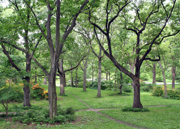 path through oak trees