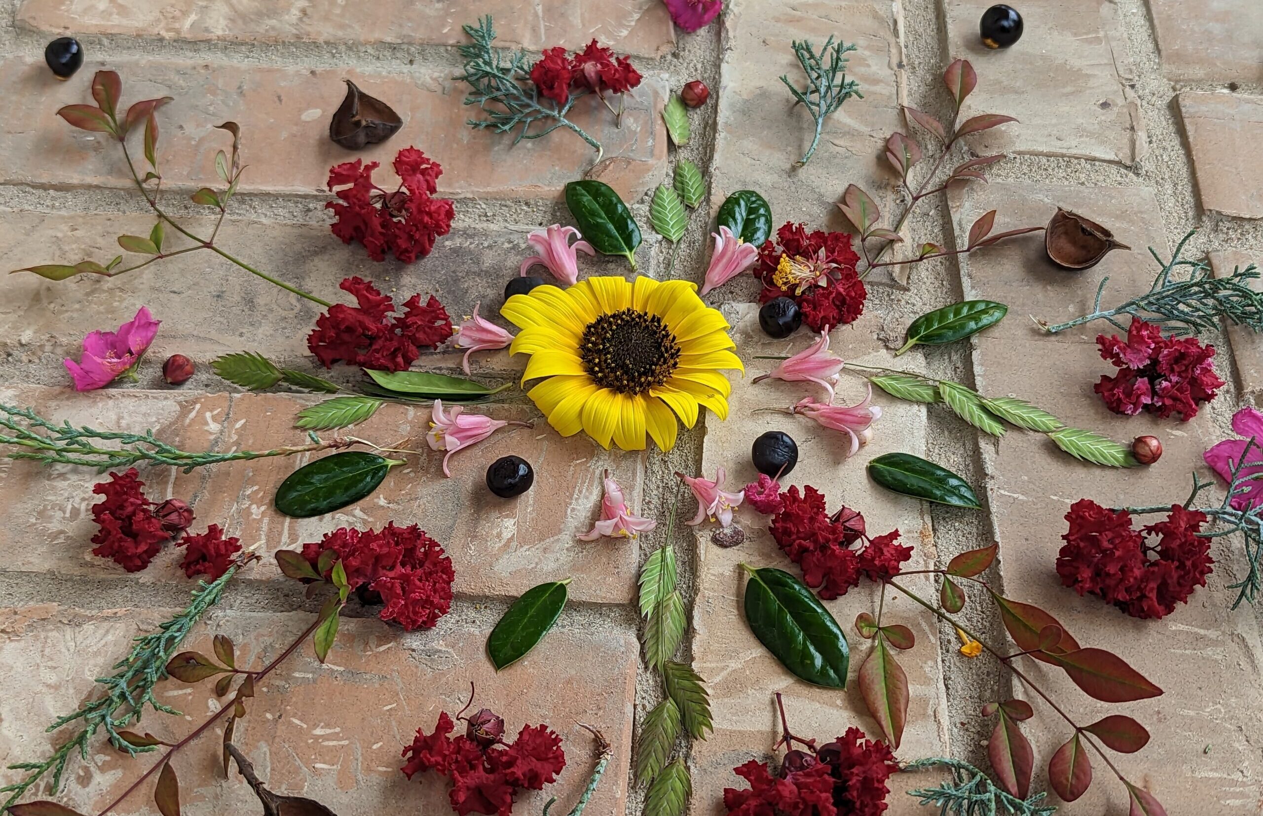 plant mandala made out of flowers, leaves and seeds